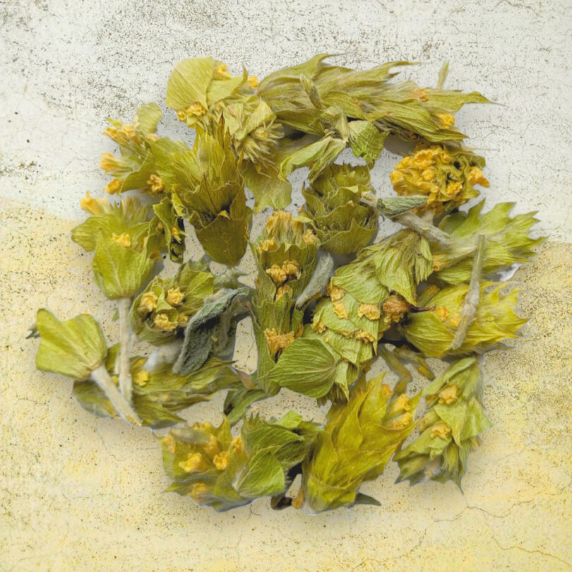 Tisane BIO - Thé Grec des Montagnes – Image 2