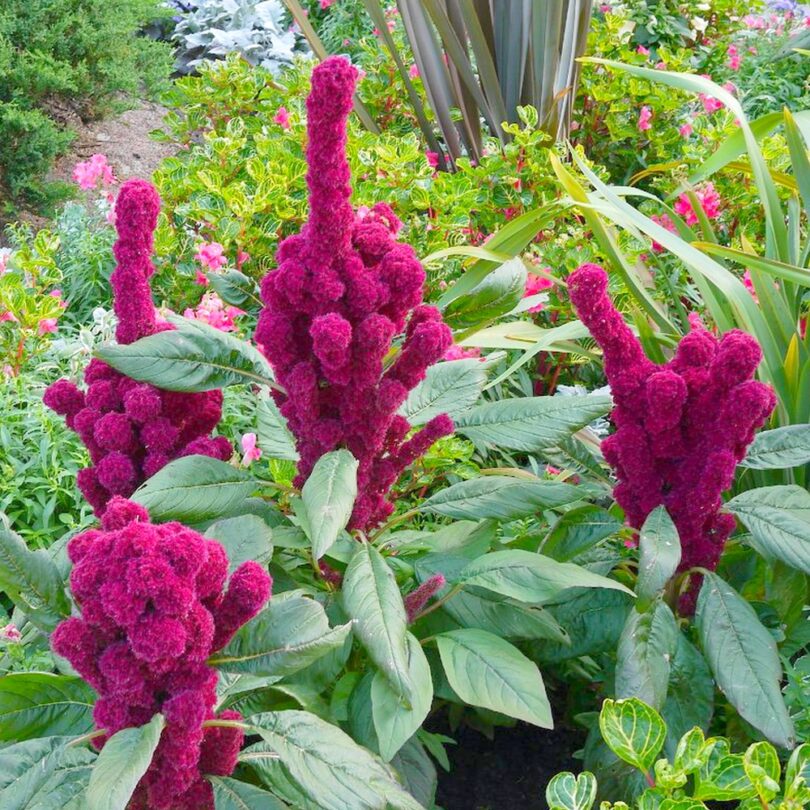 Amarante 'Tête d'Éléphant' (Amaranthus gangeticus) Graines – Image 3