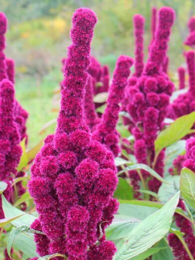 Amarante 'Tête d'Éléphant' (Amaranthus gangeticus) Graines