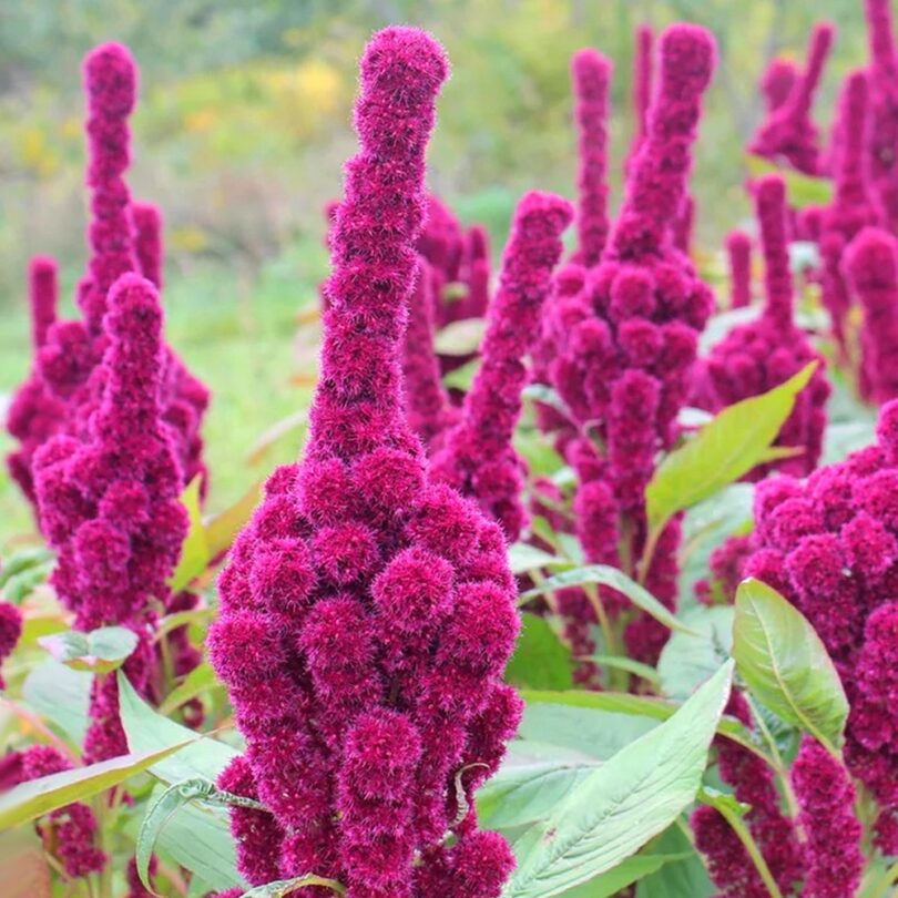 Amarante 'Tête d'Éléphant' (Amaranthus gangeticus) Graines