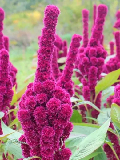 Amarante 'Tête d'Éléphant' (Amaranthus gangeticus) Graines