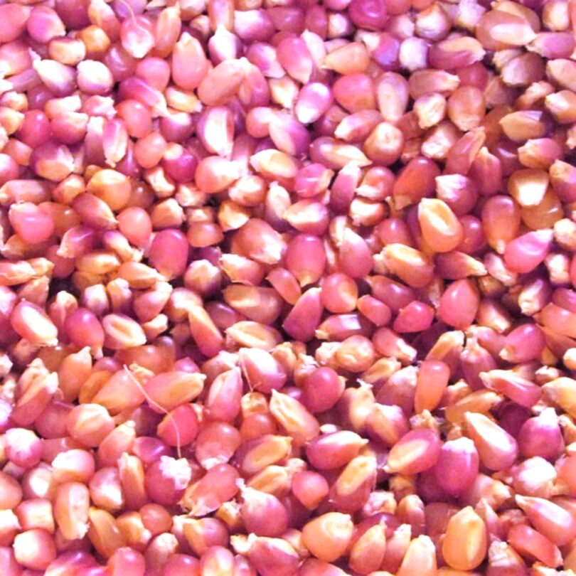 Mais 'Pink Pearl' (Variété originale) Graines – Image 3