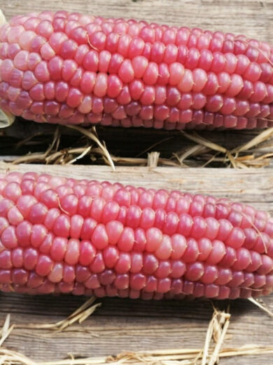 Mais 'Pink Pearl' (Variété originale) Graines
