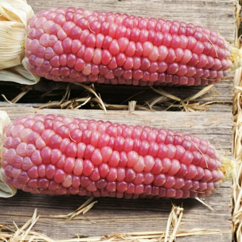 Mais 'Pink Pearl' (Variété originale) Graines