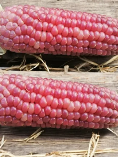 Mais 'Pink Pearl' (Variété originale) Graines
