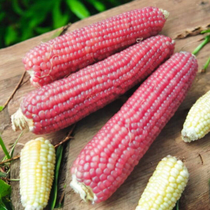 Mais 'Pink Pearl' (Variété originale) Graines – Image 2