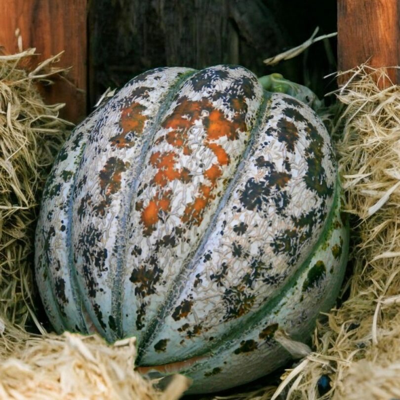 Melon 'Sucrin de Honfleur' (Variété ancienne rare) Graines – Image 2