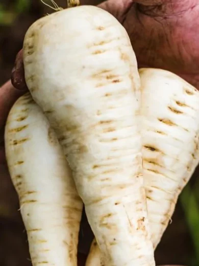 Panais 'Neige du Nord' (Pastinaca sativa) Graines
