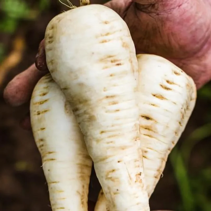 Panais ‘Neige du Nord’ (Pastinaca sativa) Graines