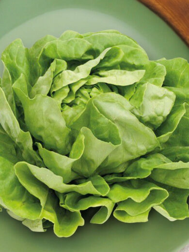 Laitue 'Grosse Blonde Paresseuse' (Variété Ancienne) Graines