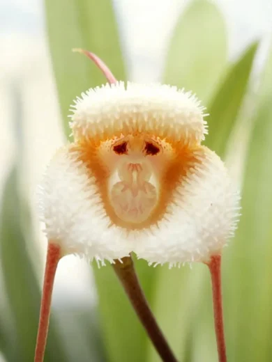 Dracula saulii (Orchidée rare) 1 Plante