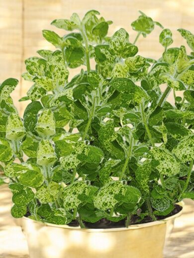Menthe 'Calixte' (Variété rare) Plant