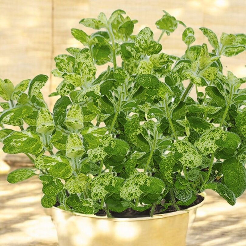 Menthe 'Calixte' (Variété rare) Plant