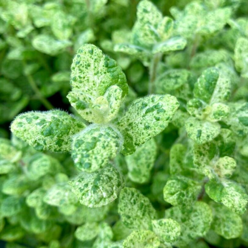 Menthe 'Calixte' (Variété rare) Plant – Image 2