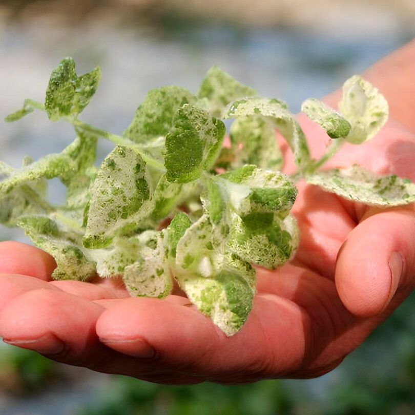 Menthe 'Calixte' (Variété rare) Plant – Image 3