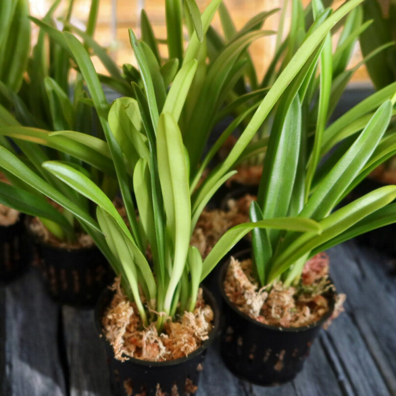 Dracula simia (Orchidée rare) 1 Plante – Image 3