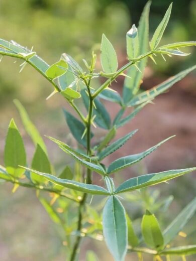 Poivrier de Timut (Zanthoxylum armatum) Plant