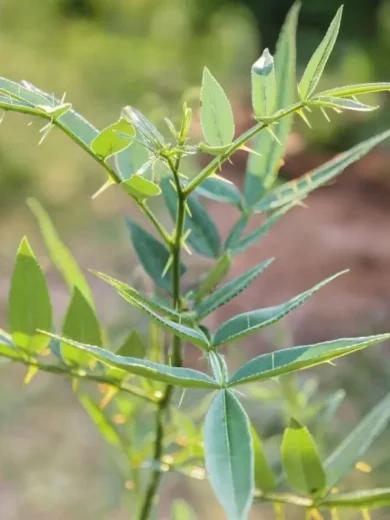 Poivrier de Timut (Zanthoxylum armatum) Plant