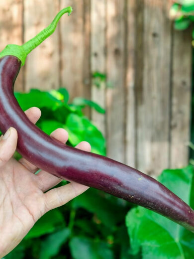 Aubergine 'Snake Of Mugla' (Variété ancienne) Graines