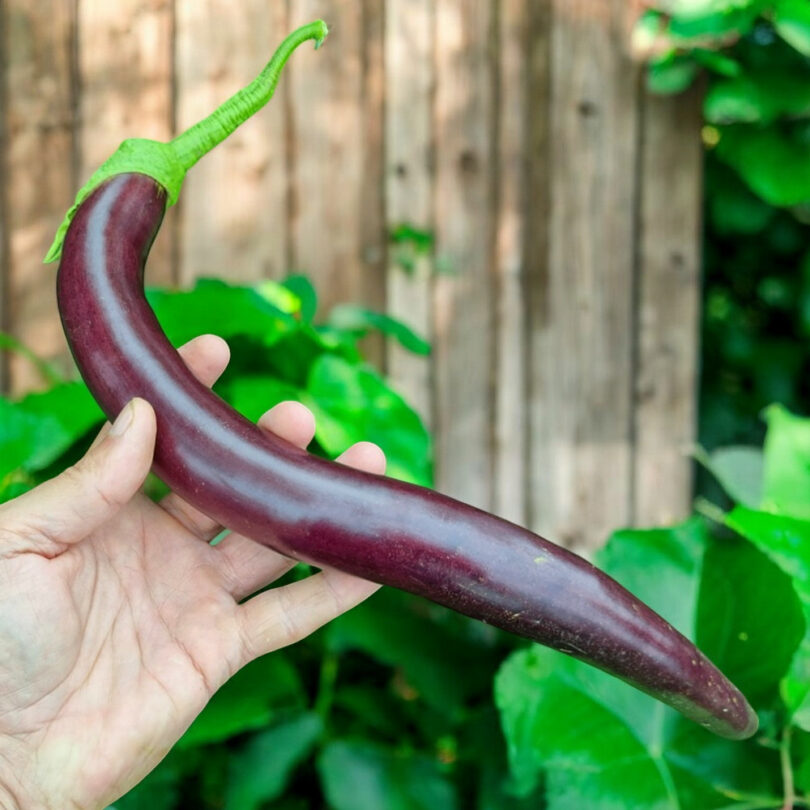 Aubergine 'Snake Of Mugla' (Variété ancienne) Graines