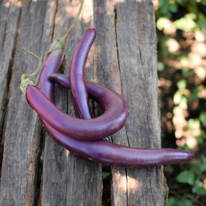 Aubergine 'Snake Of Mugla' (Variété ancienne) Graines – Image 2