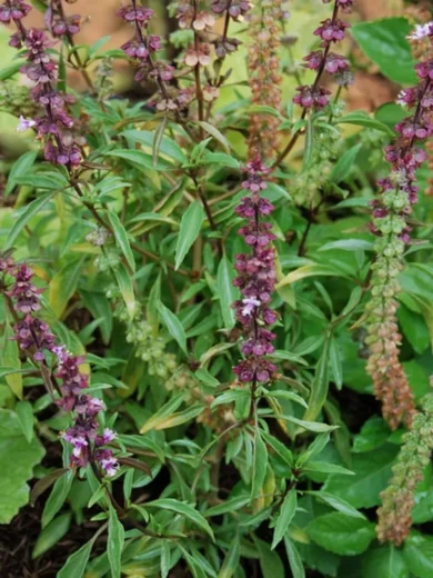 Basilic 'De Nouvelle-Guinée' (Variété rare) Graines