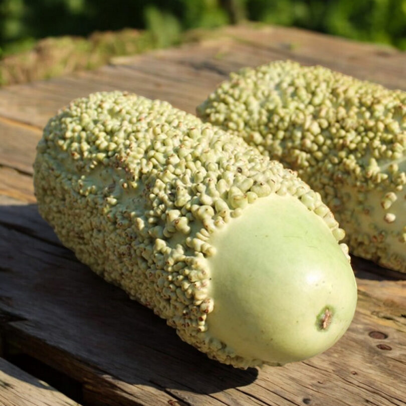 Calebasse 'Verruqueuse de Maurice' (Variété rare) Graines – Image 3
