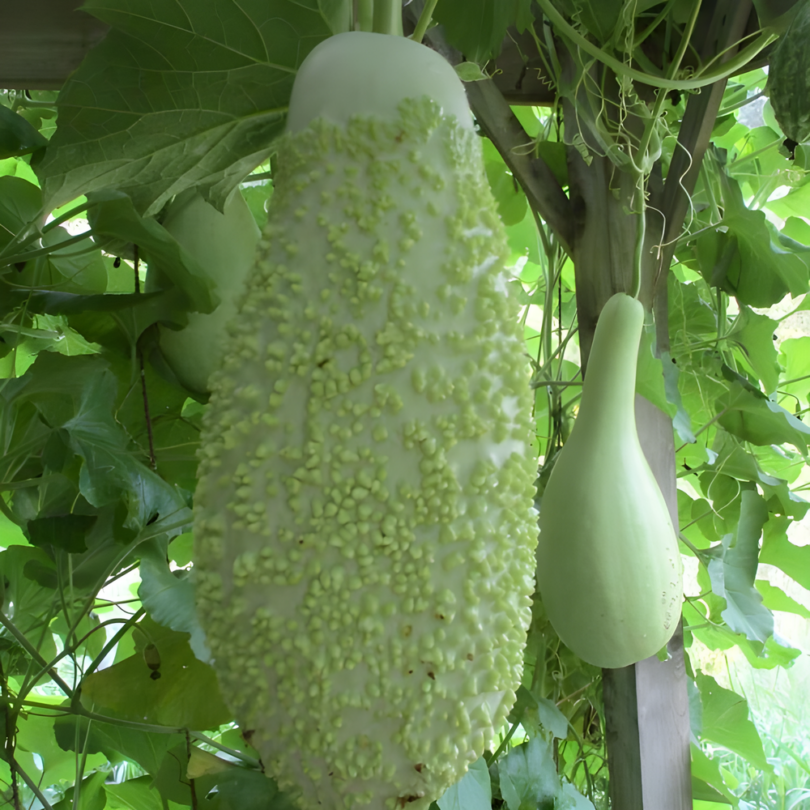 Calebasse 'Verruqueuse de Maurice' (Variété rare) Graines – Image 2