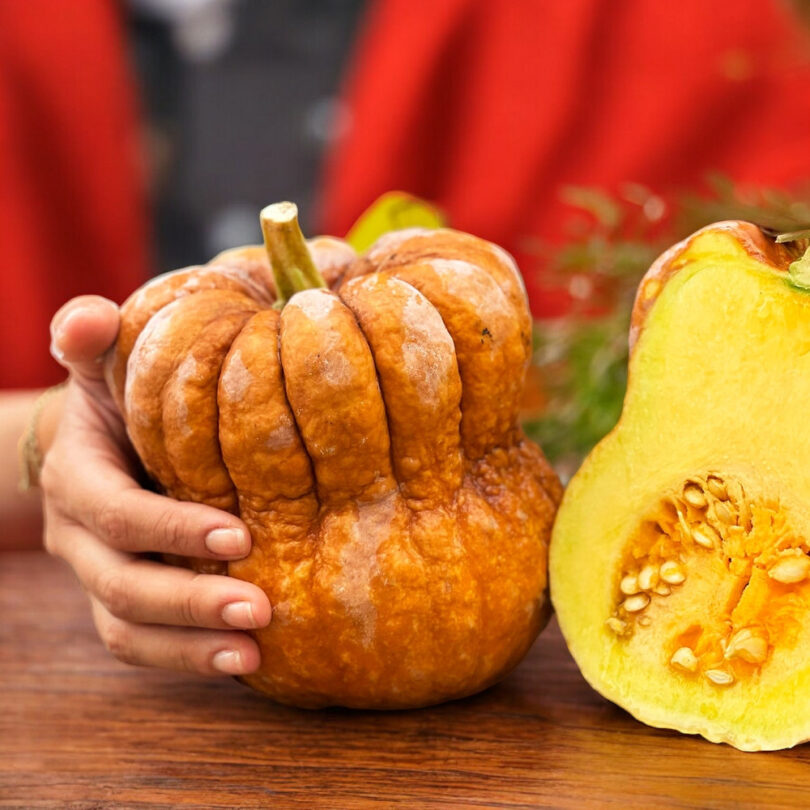 Courge 'Shishigatani' (Variété japonaise ancienne) Graines – Image 2