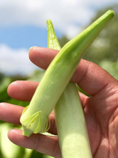 Okra Gombo 'Blondy White' (Variété rare) Graines