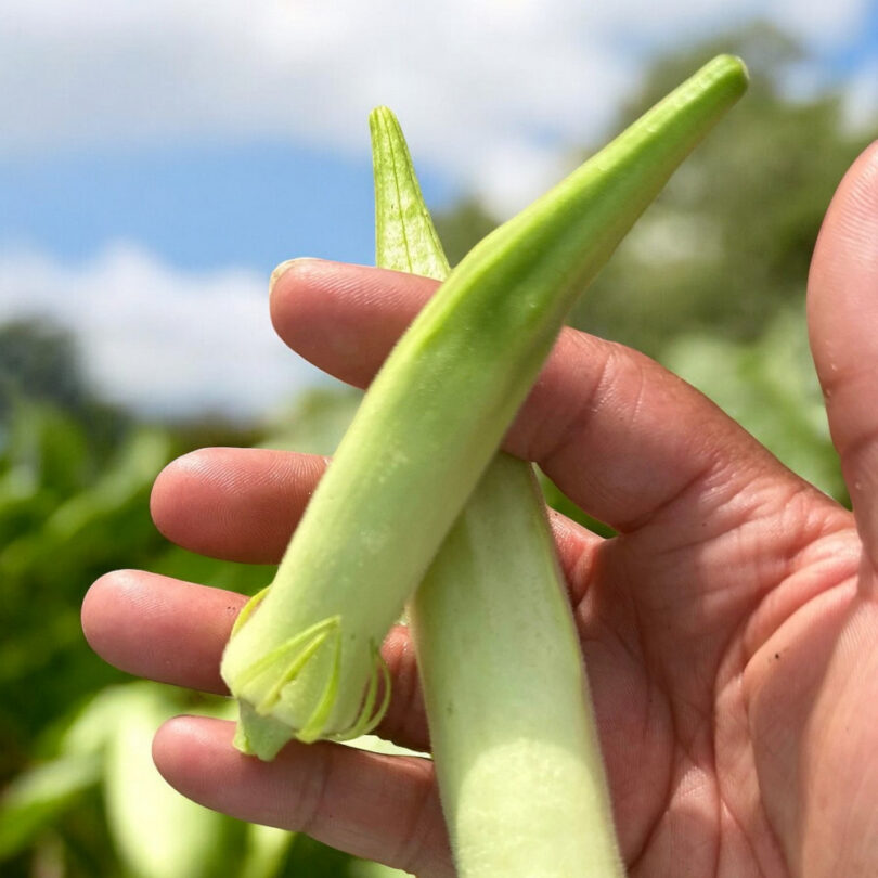 Okra Gombo 'Blondy White' (Variété rare) Graines