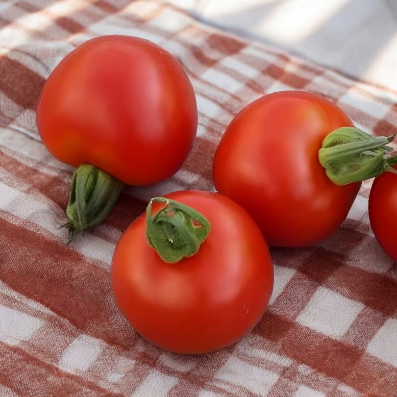 Tomate 'Gloire du Rhin' (Variété ancienne) Graines