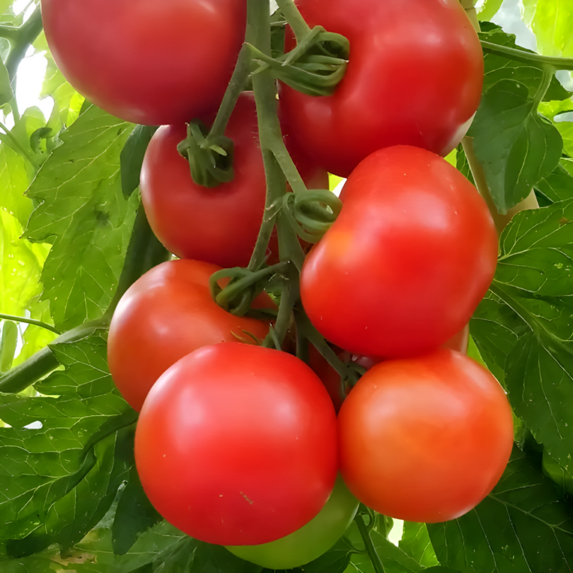 Tomate 'Gloire du Rhin' (Variété ancienne) Graines – Image 3