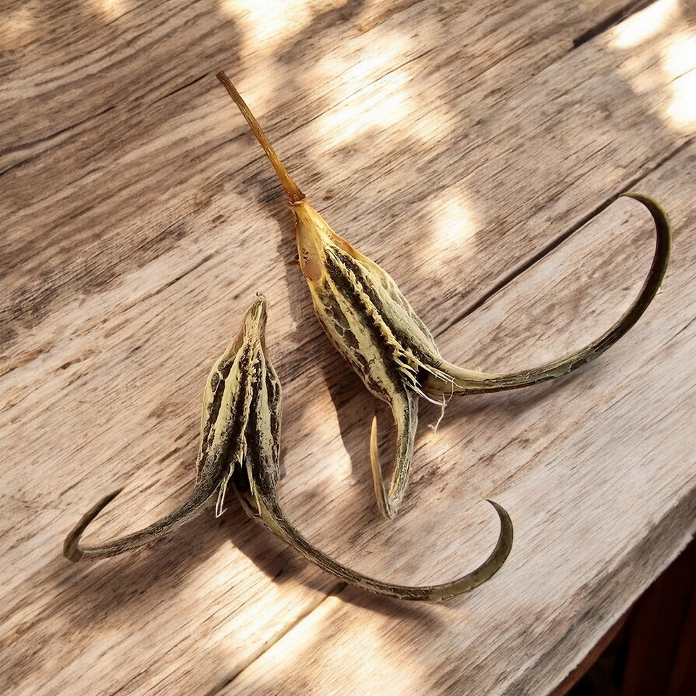 Griffe du diable (Proboscidea louisanica) Graines – Image 5