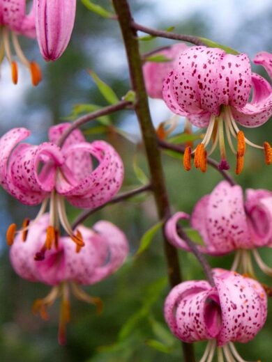 Lis martagon (Lilium martagon) Bulbes
