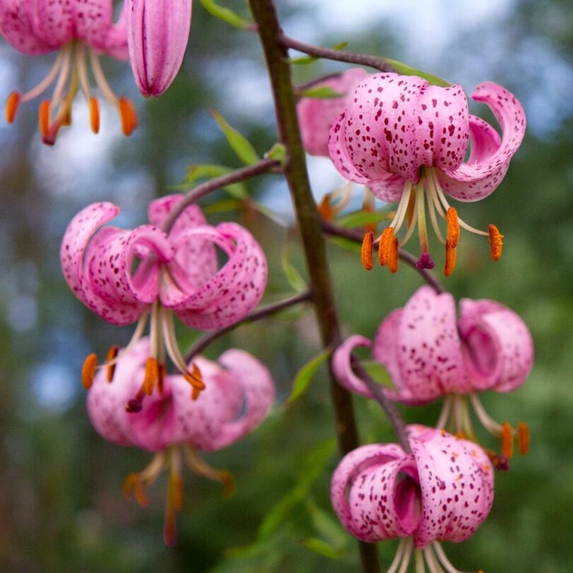 Lis martagon (Lilium martagon) Bulbes