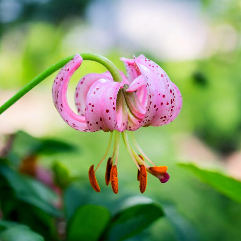 Lis martagon (Lilium martagon) Bulbes – Image 2