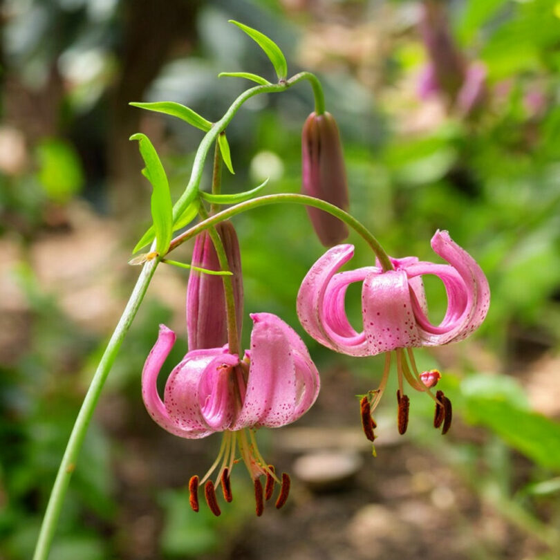 Lis martagon (Lilium martagon) Bulbes – Image 3