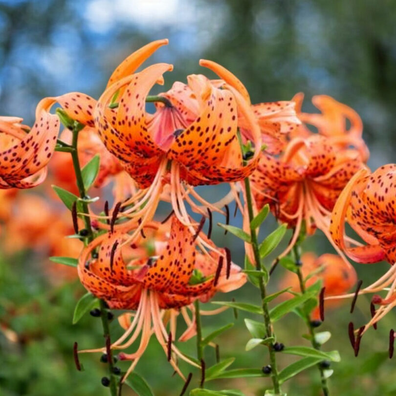 Lis tigré (Lilium tigrinum) Bulbes – Image 2