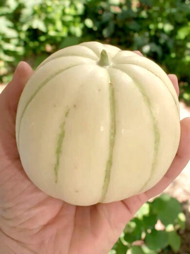 Melon Japonais 'Kiku Chrysanthemum' (Variété Rare) Graines – Image 3