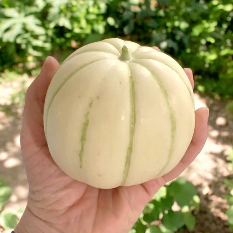 Melon Japonais 'Kiku Chrysanthemum' (Variété Rare) Graines – Image 3