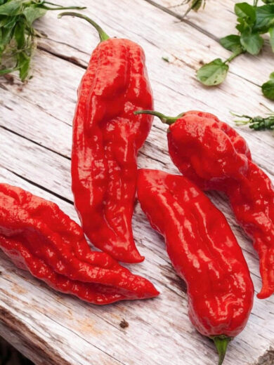 Piment 'Bhut Jolokia' (Ghost Pepper) Graines
