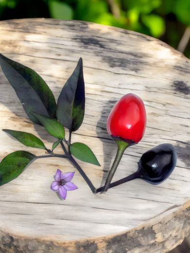 Piment 'Black Namaqualand' (Capsicum frutescens) Graines