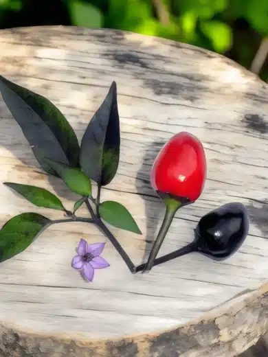 Piment 'Black Namaqualand' (Capsicum frutescens) Graines