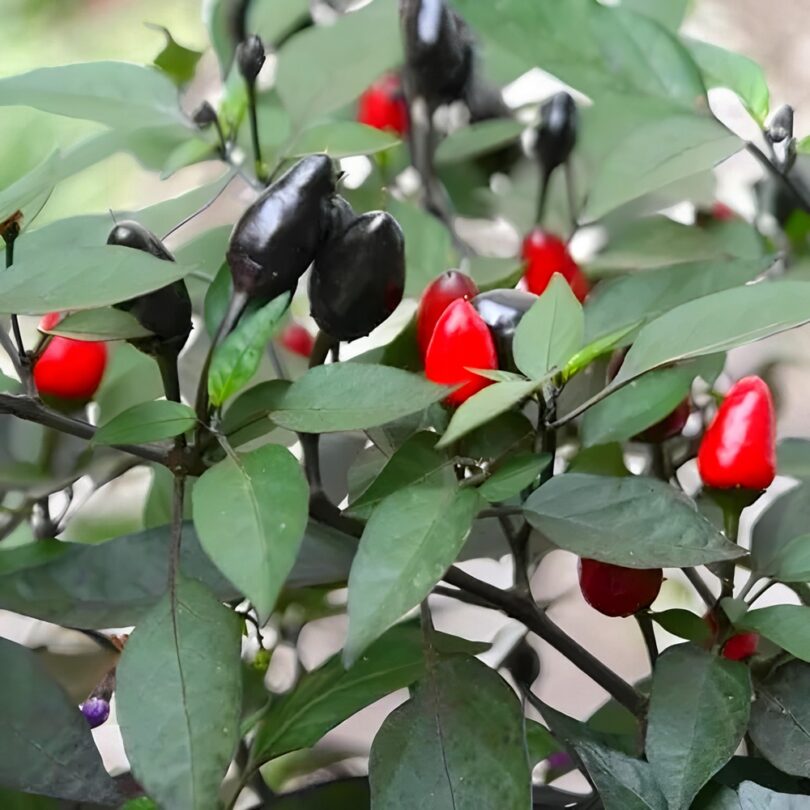 Piment 'Black Namaqualand' (Capsicum frutescens) Graines – Image 2