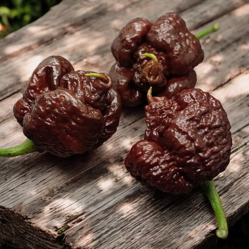 Piment ‘Carolina Chocolate Reaper’ (Variété rare) Graines