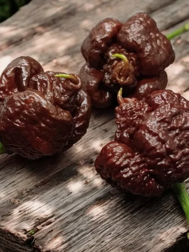 Piment 'Carolina Chocolate Reaper' (Variété rare) Graines