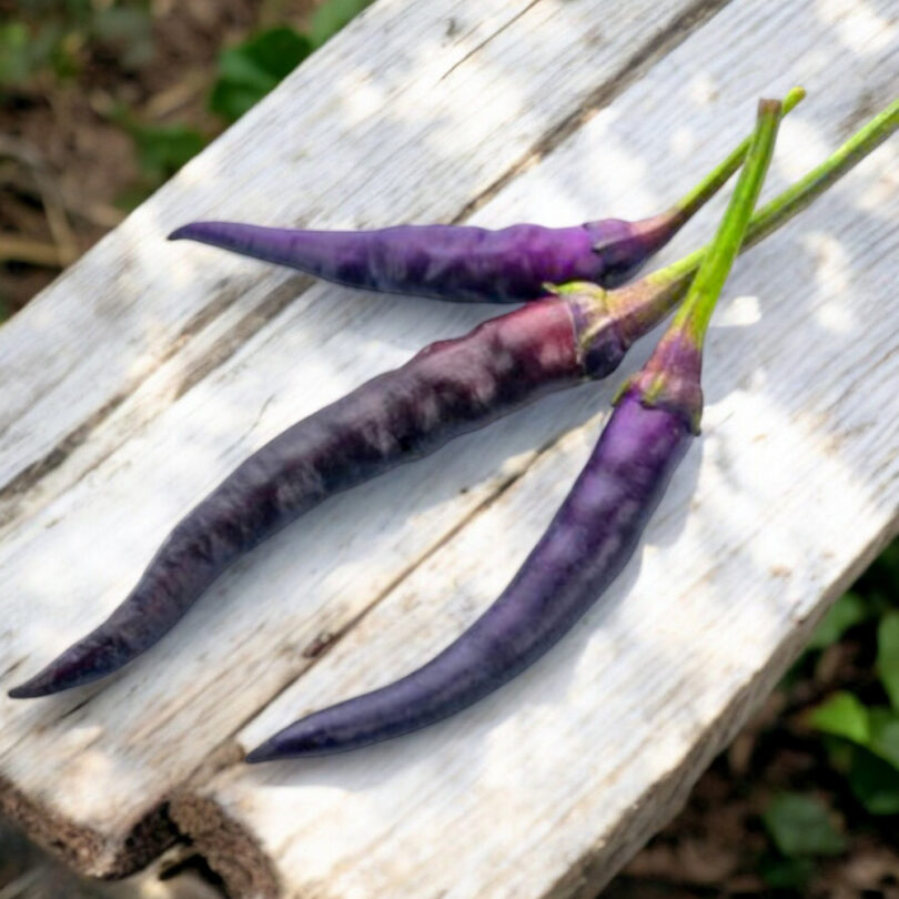Piment 'Cayenne Purple' Graines – Image 2