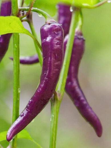 Piment 'Cayenne Purple' Graines