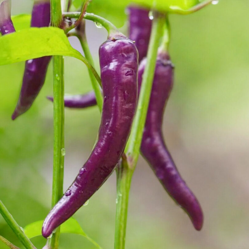 Piment 'Cayenne Purple' Graines